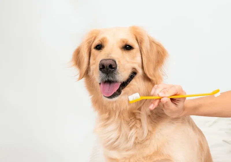 Signs of Cavities in Dogs