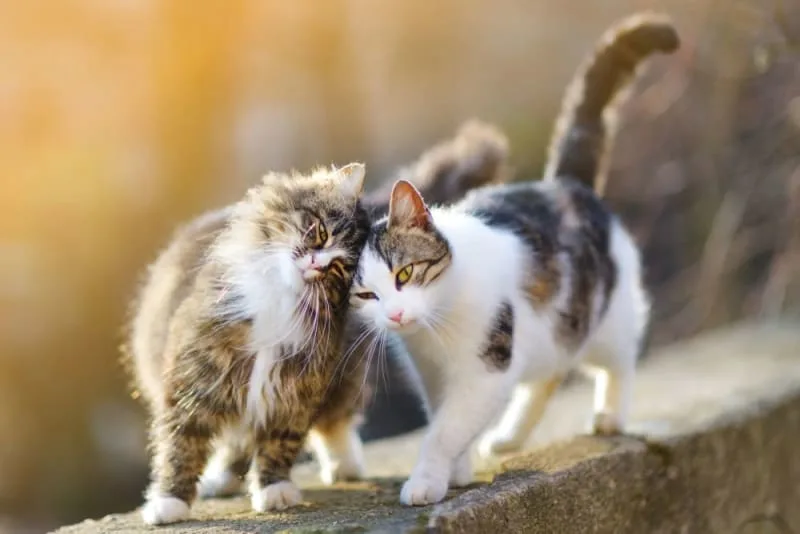 Does My Cat Need a Friend?