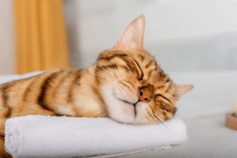 A Deep Dive into Cat Chiropractor Services & Their Benefits