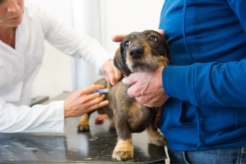 Vaccine Reactions in Dogs: Everything You Should Know