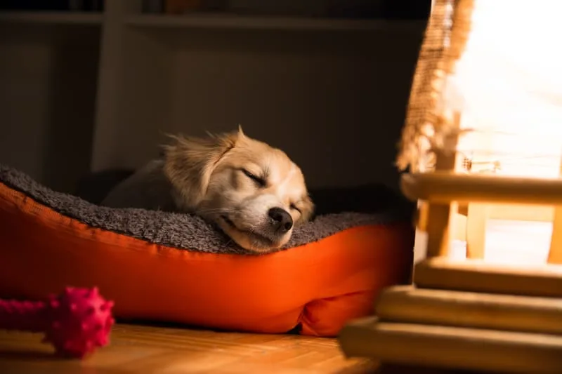 Is It Normal For My Dog To Pant At Night?