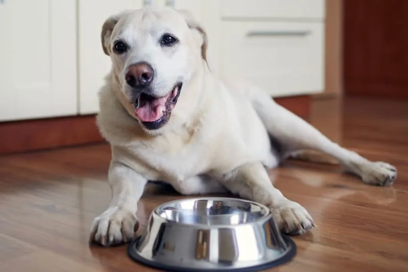 Best Dog Food for Senior Dogs