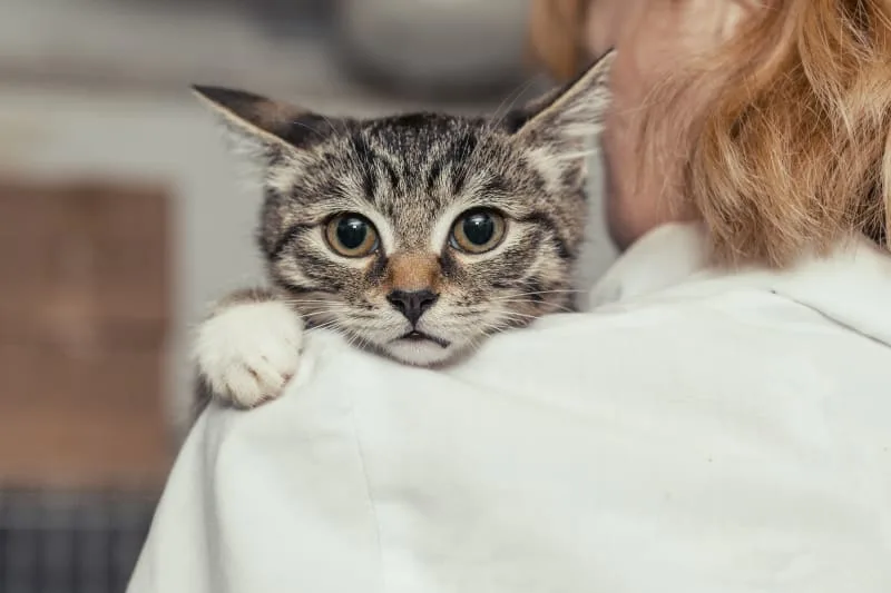 Common & Contagious Cat Illnesses