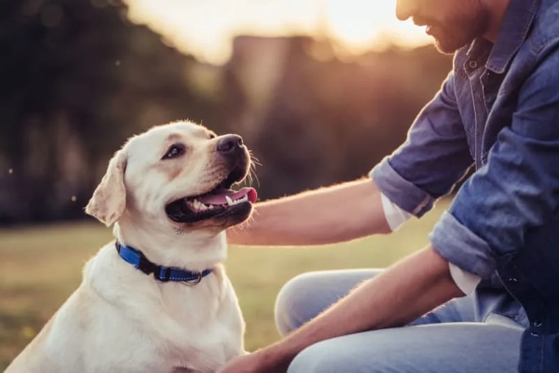 How long can a dog live after being diagnosed with cancer?