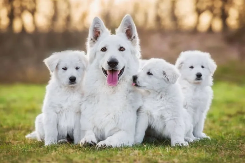 C-Section for Dogs