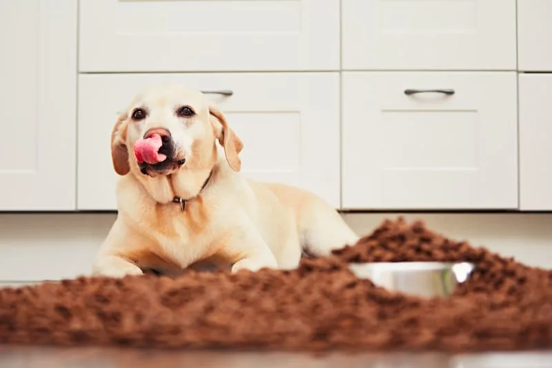 The Best Dog Foods For Dogs With Allergies