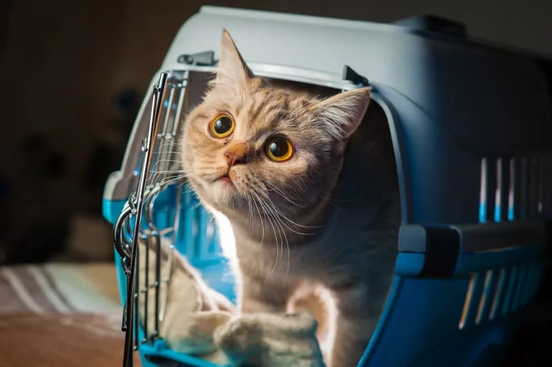 How to Travel With a Cat: Tips for a low-stress trip