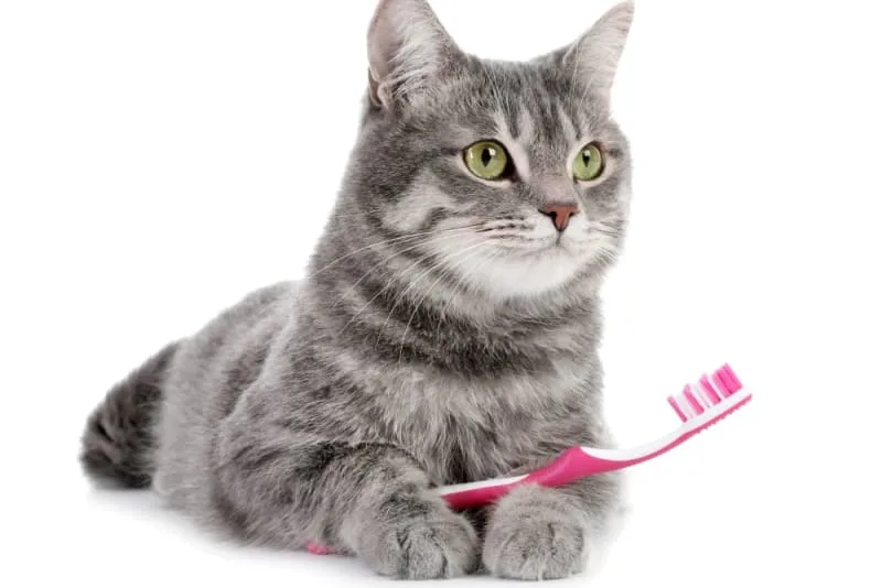 Cat Teeth Cleaning: How to Clean Cat's Teeth?