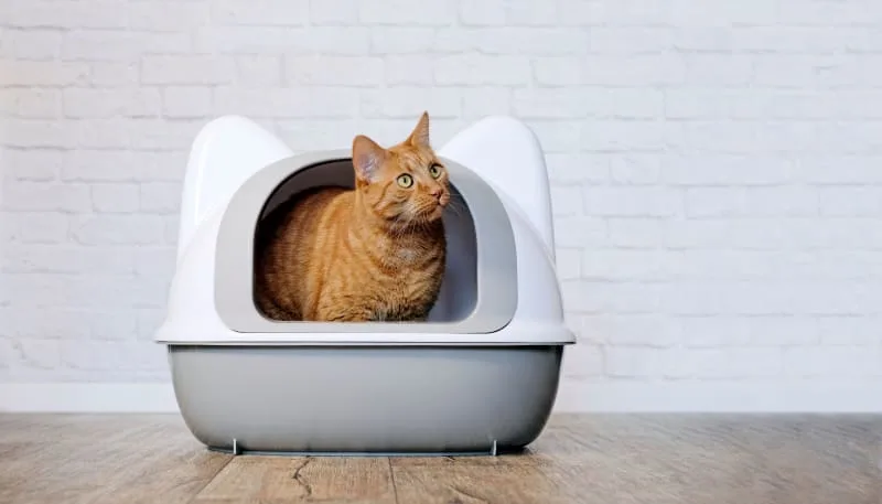 PU (Perineal Urethrostomy) Surgery for Cats: What is it and how can it help?