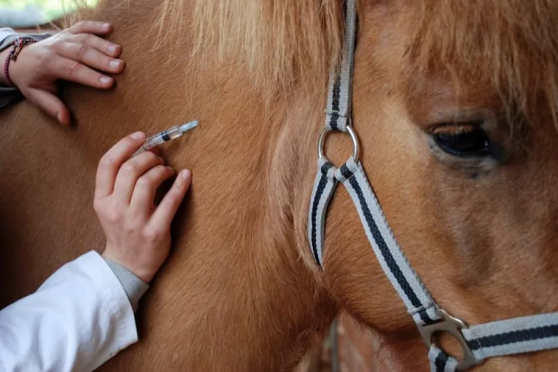What Vaccines Do Horses Need?