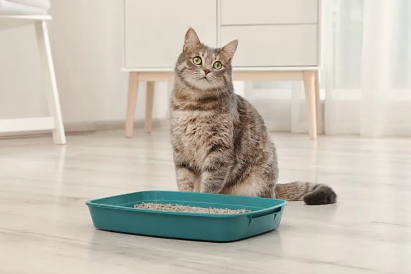Constipation in Cats: Causes, Symptoms & Treatment