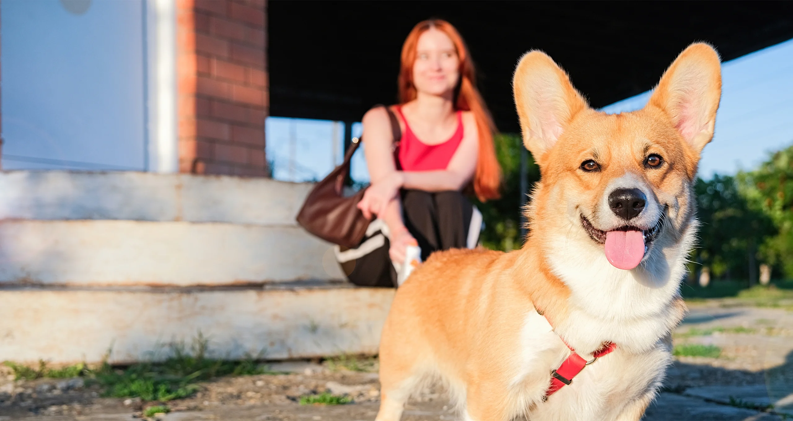 h up close of corgi with woman in background