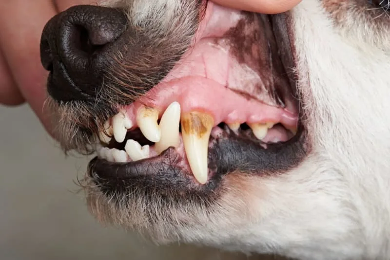 Malocclusions in Dogs
