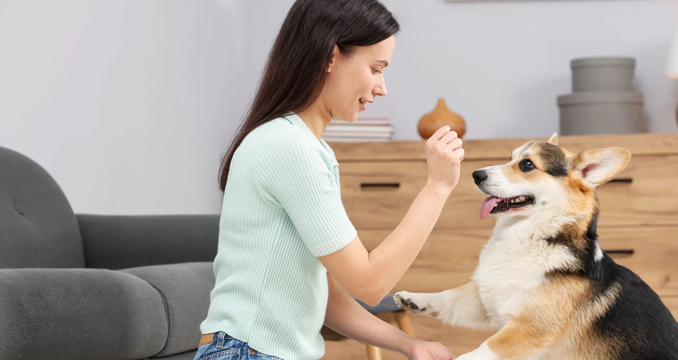 h girl shaking hands with corgi in living room