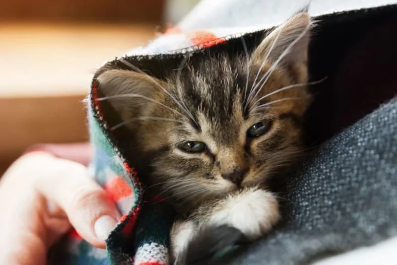 Bordetella in Cats