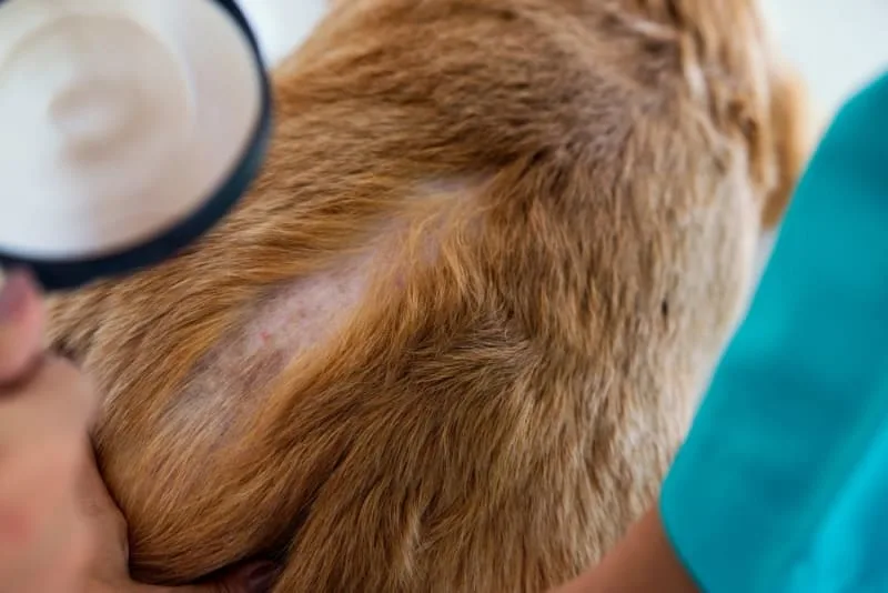 What Does Ringworm Look Like On a Dog?