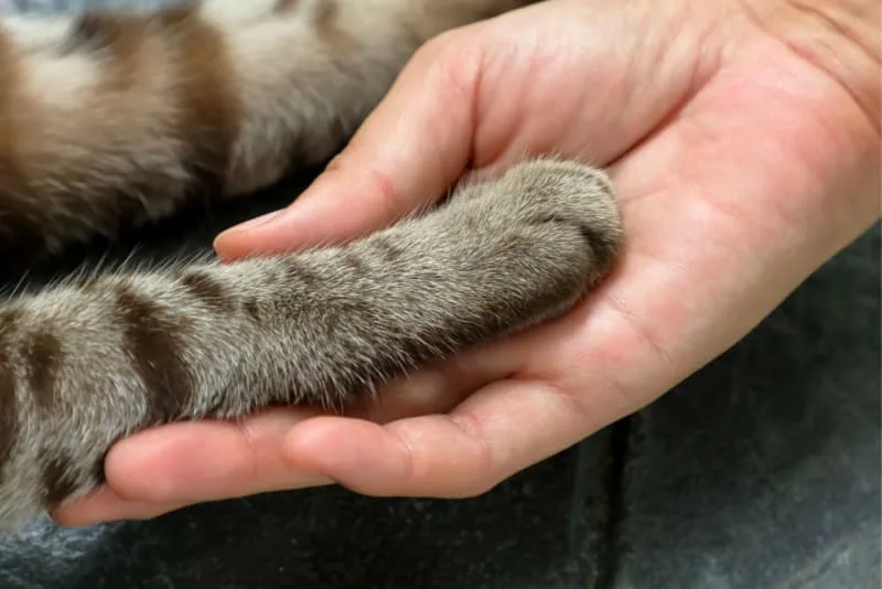 When should I take my cat to the vet for limping?