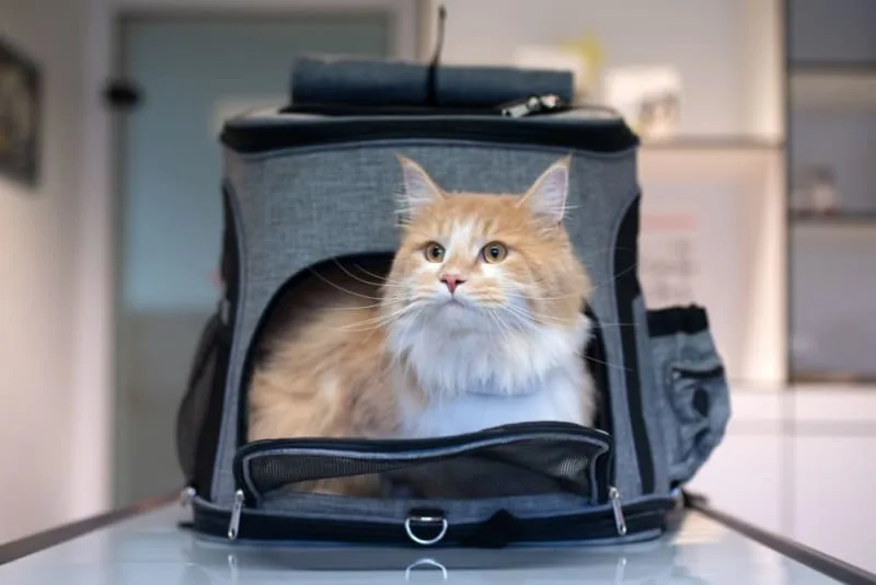 How to Travel With a Cat: Tips for a Low-Stress Trip