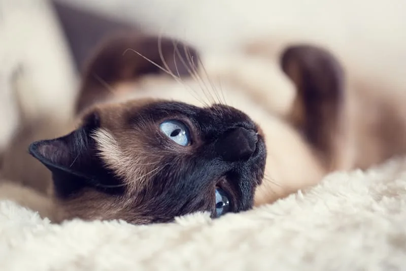 Cancer in Cats - Types, Signs & Treatments
