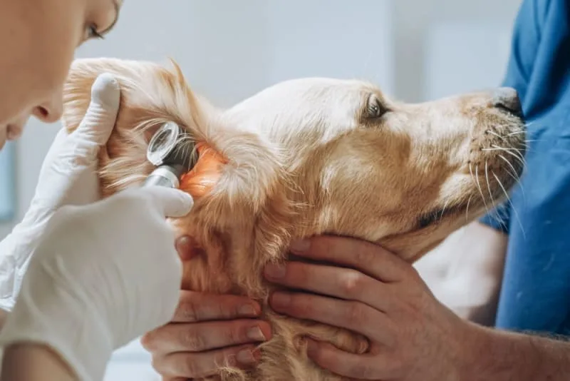 Bleeding Ears in Dogs: Causes & Treatment