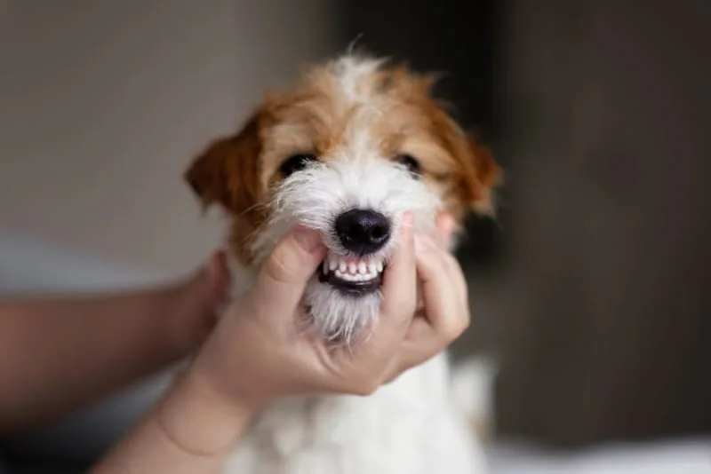 Dog Dental Care: Is a dog's mouth cleaner than a human's?
