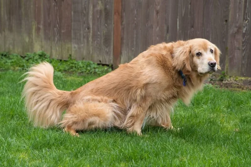 Why is My Dog Constipated? What to Do