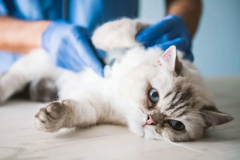 Cat Hernia Surgery