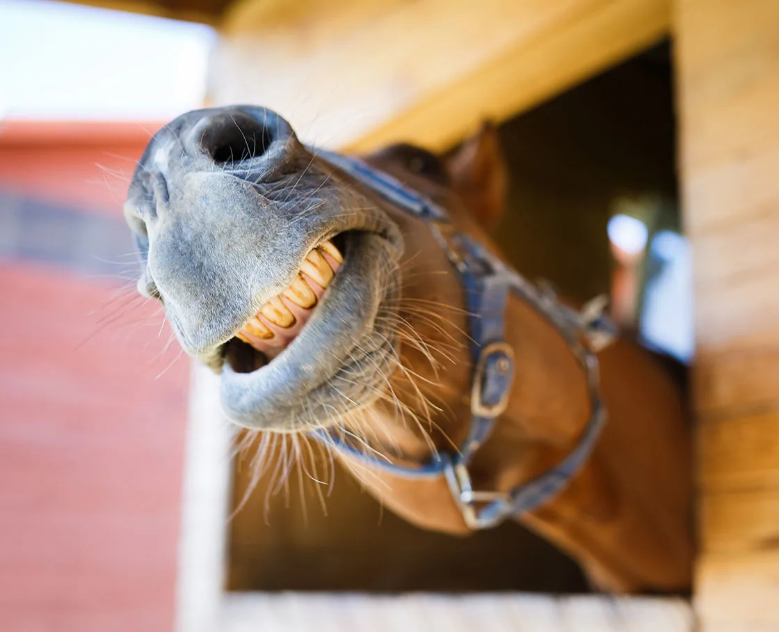 horse teeth and head sticking out of stall door