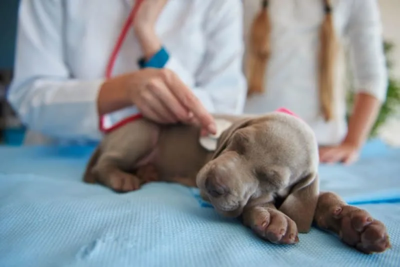 What is an AAHA Accredited Animal Hospital?