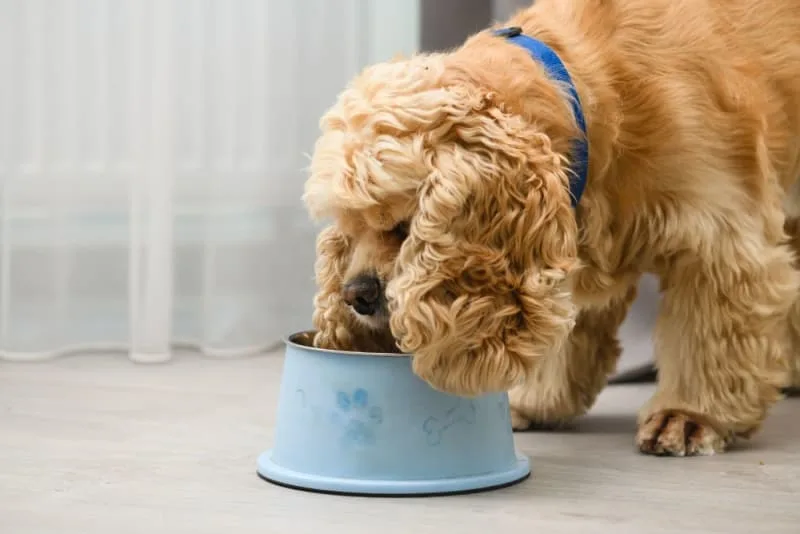 Nutrition, Skin & Dogs