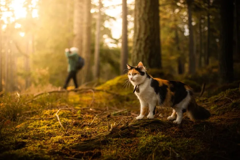 What is the FVRCP cat vaccine?