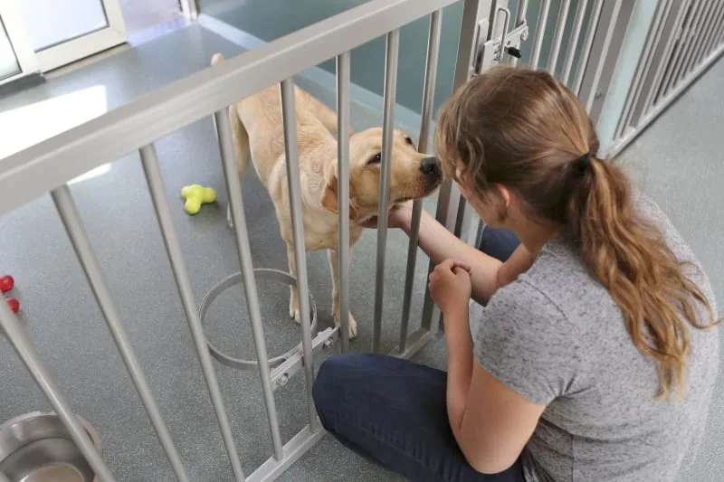 Bordetella in Dogs - What is Kennel Cough?