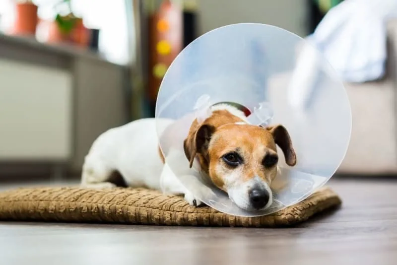 Dog Knee Surgery