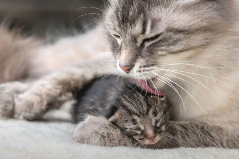 How can I tell if my cat is pregnant?