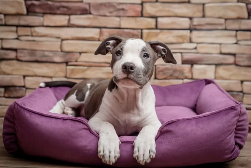 The Art of Raising a Puppy: Guide for the First Year