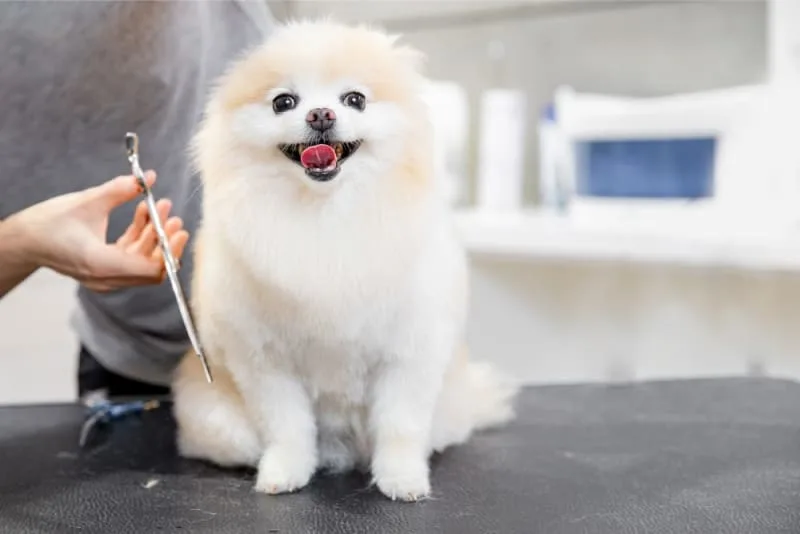 Grooming Puppies: When & How to Do It