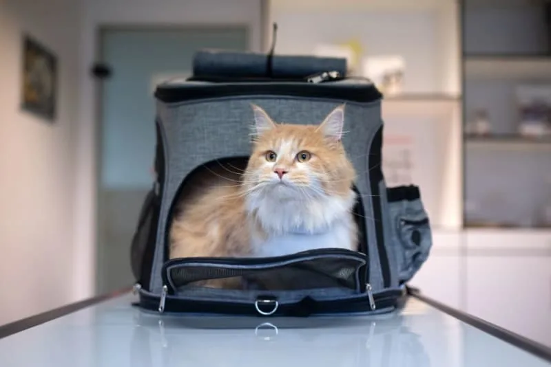 How to Travel With a Cat: Tips for a Low-Stress Trip