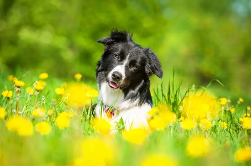 What Does Ringworm Look Like On a Dog?