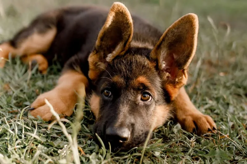 Canine Parvovirus - What You Need to Know