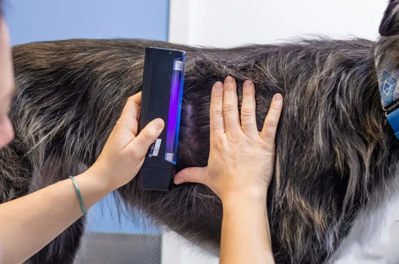 What Does Ringworm Look Like On a Dog?