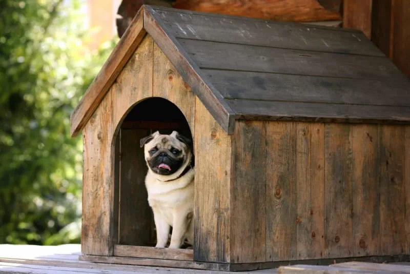 Tips for Veterinary Boarding for Senior Dogs