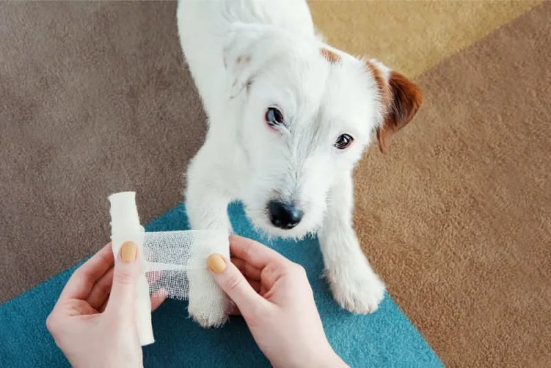 Dog Wound Care & Healing Stages