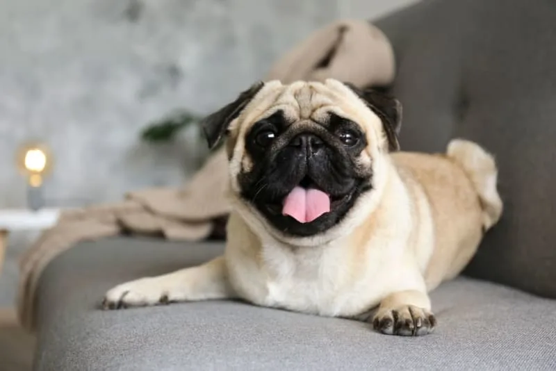 Fever in Dogs: Causes & Symptoms