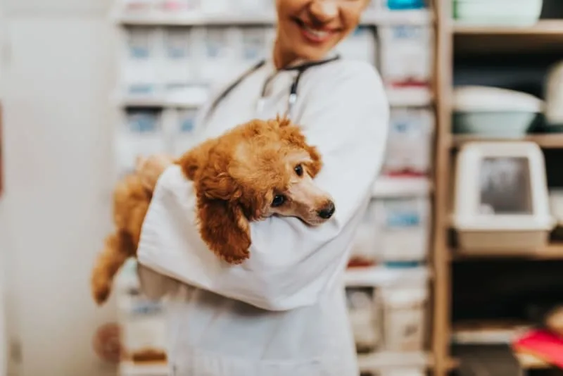 All About Critical Care for Companion Animals
