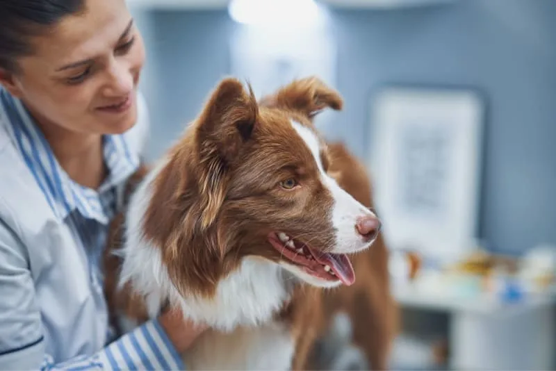 The Importance of Regular Fecal Exams For Pets