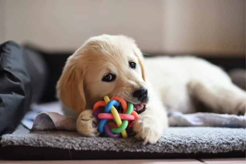 Raising a Puppy: Guide for the First Year