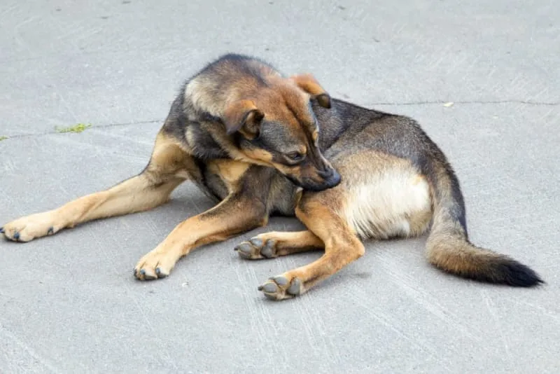 Common Skin Conditions In Dogs