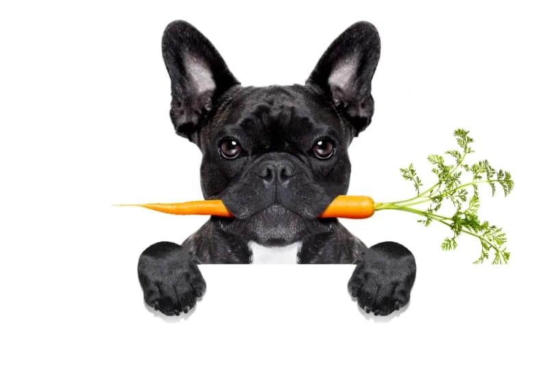 Nutrition, Skin and Dogs
