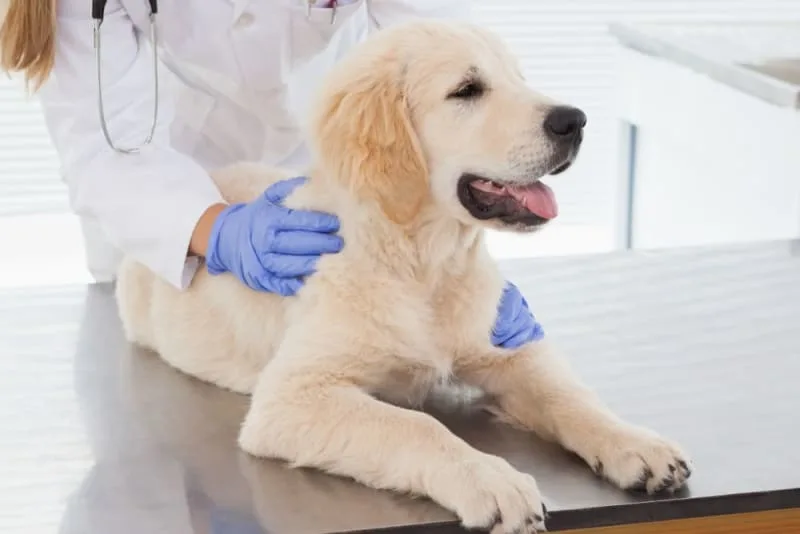 How Veterinary Acupuncture Helps With Pain Management?