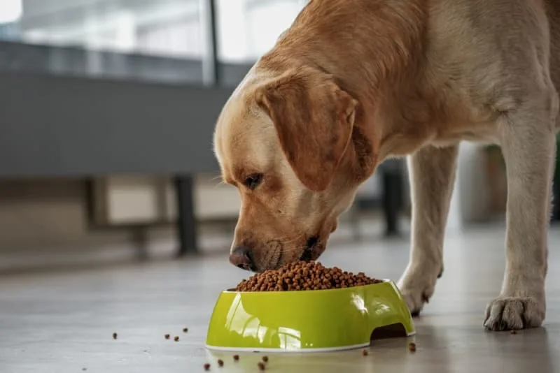 Best Food for Dogs With Allergies